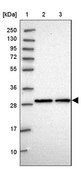 Anti-C2ORF49 antibody produced in rabbit Prestige Antibodies® Powered by Atlas Antibodies, affinity isolated antibody, buffered aqueous glycerol solution