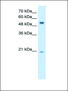 Anti-BLK antibody produced in rabbit IgG fraction of antiserum