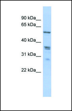 Anti-SLC38A2, (N-terminal) antibody produced in rabbit affinity isolated antibody