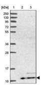 Anti-ATP5L antibody produced in rabbit Prestige Antibodies® Powered by Atlas Antibodies, affinity isolated antibody, buffered aqueous glycerol solution