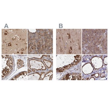 Anti-BCAP29 antibody produced in rabbit Prestige Antibodies® Powered by Atlas Antibodies, affinity isolated antibody, buffered aqueous glycerol solution