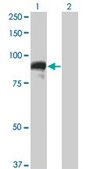 ANTI-TOP3B antibody produced in mouse clone 4H7, purified immunoglobulin, buffered aqueous solution