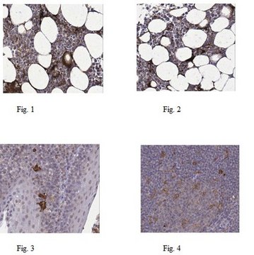 抗-NLRP3抗体 from rabbit, purified by affinity chromatography