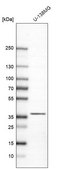Anti-CAPZA2 antibody produced in rabbit affinity isolated antibody, buffered aqueous glycerol solution