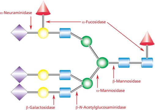 &#946;-Mannosidase from Helix pomatia BioReagent, Proteomics Grade