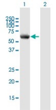 Anti-P4HA1 antibody produced in mouse purified immunoglobulin, buffered aqueous solution