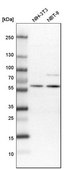 Anti-ELP3 antibody produced in rabbit Prestige Antibodies® Powered by Atlas Antibodies, affinity isolated antibody, buffered aqueous glycerol solution