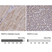 Anti-MAP4 antibody produced in rabbit Prestige Antibodies® Powered by Atlas Antibodies, affinity isolated antibody, buffered aqueous glycerol solution