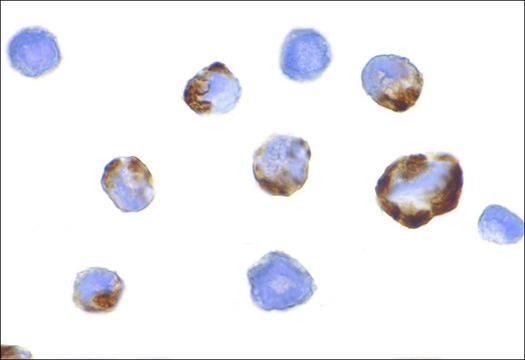 Anti-PAK5 antibody produced in rabbit affinity isolated antibody, buffered aqueous solution