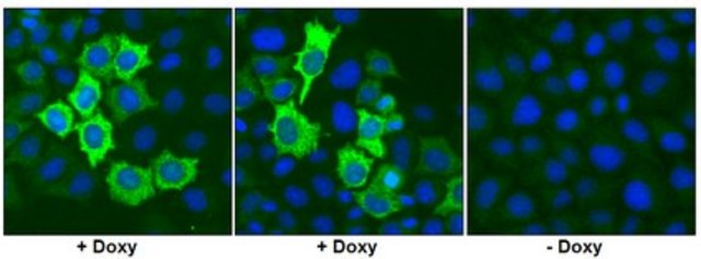 Anti-Cas9 Antibody, C-term. clone 10C11-A12 clone 10C11-A12, from mouse