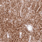Anti-CALB2 antibody produced in mouse Prestige Antibodies® Powered by Atlas Antibodies, clone CL12838, purified by using Protein A, buffered aqueous glycerol solution