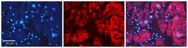 Anti-PDCD8 (AB1) antibody produced in rabbit affinity isolated antibody