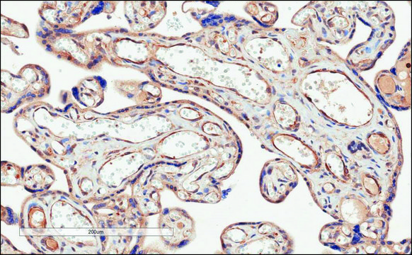 抗 CD274/PD-L1 山羊抗 affinity isolated antibody, buffered aqueous solution