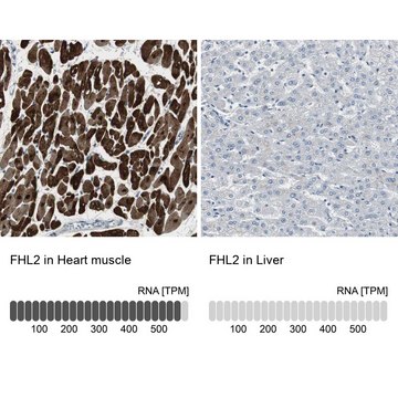 Anti-FHL2 antibody produced in rabbit Ab2, Prestige Antibodies&#174; Powered by Atlas Antibodies, affinity isolated antibody, buffered aqueous glycerol solution