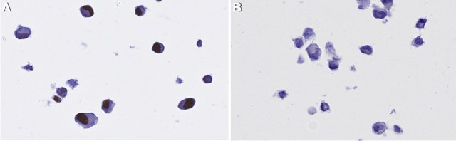 Anti-CMV immediate early Antibody, clone 6F8.2 ZooMAb&#174; Mouse Monoclonal recombinant, expressed in HEK 293 cells