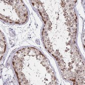 Anti-NUP85 antibody produced in rabbit Prestige Antibodies® Powered by Atlas Antibodies, affinity isolated antibody, buffered aqueous glycerol solution