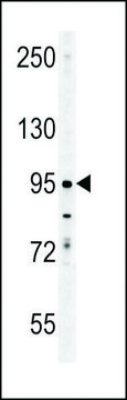 ANTI-ENAM(C-TERMINAL) antibody produced in rabbit affinity isolated antibody, buffered aqueous solution