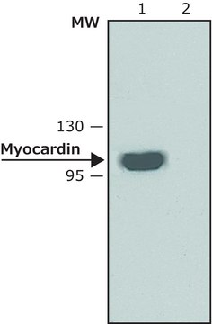 Anti-Myocardin antibody produced in rabbit affinity isolated antibody