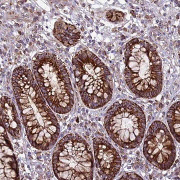 Anti-FSTL4 antibody produced in rabbit Prestige Antibodies&#174; Powered by Atlas Antibodies, affinity isolated antibody, buffered aqueous glycerol solution