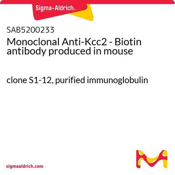 Monoclonal Anti-Kcc2 - Biotin antibody produced in mouse clone S1-12, purified immunoglobulin