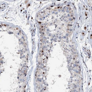 Anti-ABCG4 antibody produced in rabbit Prestige Antibodies&#174; Powered by Atlas Antibodies, affinity isolated antibody, buffered aqueous glycerol solution