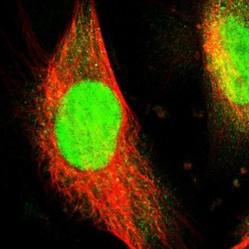 Anti-WDR4 antibody produced in rabbit Prestige Antibodies&#174; Powered by Atlas Antibodies, affinity isolated antibody, buffered aqueous glycerol solution