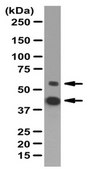 Anti-PTRF/cavin-1 Antibody from rabbit, purified by affinity chromatography