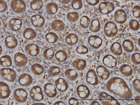 Monoclonal Anti-NDST1 antibody produced in mouse clone 1G10, purified immunoglobulin, buffered aqueous solution