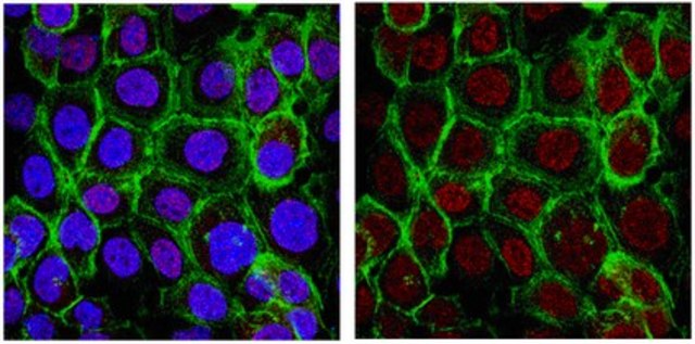 Anti-PCNA Antibody from rabbit