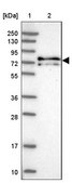 Anti-KANSL1L antibody produced in rabbit Prestige Antibodies® Powered by Atlas Antibodies, affinity isolated antibody, buffered aqueous glycerol solution