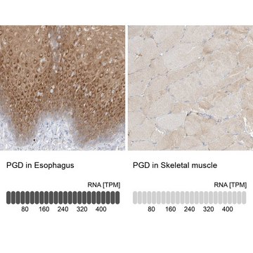 Anti-PGD antibody produced in rabbit Prestige Antibodies&#174; Powered by Atlas Antibodies, affinity isolated antibody