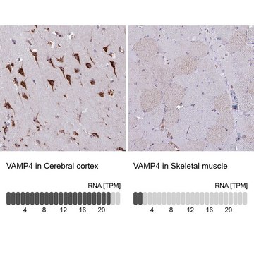 Anti-VAMP4 antibody produced in rabbit Prestige Antibodies&#174; Powered by Atlas Antibodies, affinity isolated antibody, buffered aqueous glycerol solution