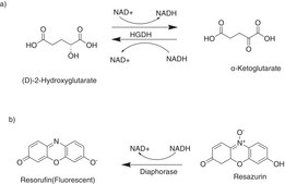 D-2-羟基戊二酸(D2HG)检测试剂盒 sufficient for 200 fluorometric reactions