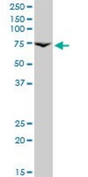 Monoclonal Anti-PRLR antibody produced in mouse clone 1E4, purified immunoglobulin, buffered aqueous solution