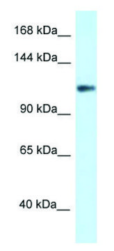 Anti-KCNH3 (N-terminal) antibody produced in rabbit affinity isolated antibody