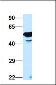 Anti-SEPT11 antibody produced in rabbit affinity isolated antibody
