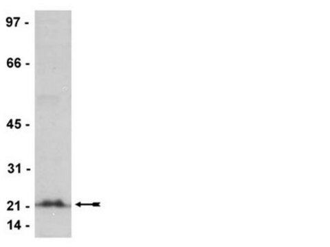 Anti-Rho (-A, -B, -C) Antibody, clone 3L74, rabbit monoclonal culture supernatant, clone 3L74, Upstate&#174;