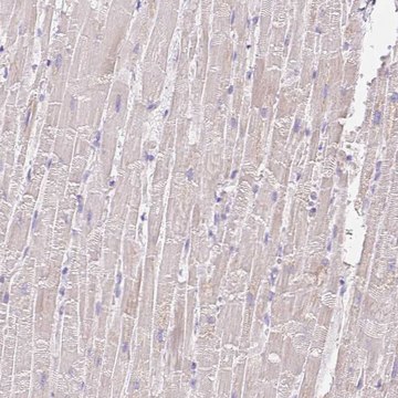 Anti-COPZ2 antibody produced in rabbit Prestige Antibodies&#174; Powered by Atlas Antibodies, affinity isolated antibody, buffered aqueous glycerol solution