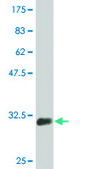 Monoclonal Anti-SLC2A4, (C-terminal) antibody produced in mouse clone 1F12, purified immunoglobulin, buffered aqueous solution