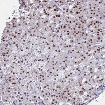 Anti-KLF14 antibody produced in rabbit Prestige Antibodies&#174; Powered by Atlas Antibodies, affinity isolated antibody, buffered aqueous glycerol solution