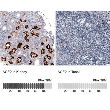 Monoclonal Anti-ACE2 antibody produced in mouse Prestige Antibodies&#174; Powered by Atlas Antibodies, clone CL4013, purified immunoglobulin