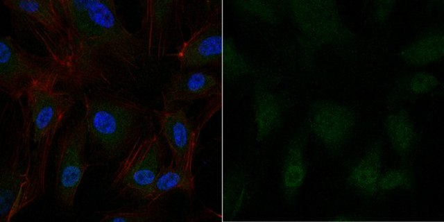 Anti-Partitioning-defective 3 Antibody, Alexa Fluor&#8482; 488 Conjugate from rabbit, ALEXA FLUOR&#8482; 488