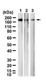 Anti-CD11a Antibody, clone 2J15 ZooMAb® Rabbit Monoclonal recombinant, expressed in HEK 293 cells