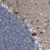 Anti-TMEM126B antibody produced in rabbit Prestige Antibodies® Powered by Atlas Antibodies, affinity isolated antibody, buffered aqueous glycerol solution
