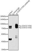 Anti-Phospho-STAT3-Y705 antibody produced in rabbit