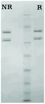 Factor Va from human plasma &#8805;95% (SDS-PAGE)