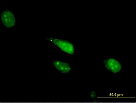 Monoclonal Anti-CDC23 antibody produced in mouse clone 1F3, purified immunoglobulin, buffered aqueous solution