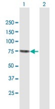 Anti-SENP2 antibody produced in mouse purified immunoglobulin, buffered aqueous solution