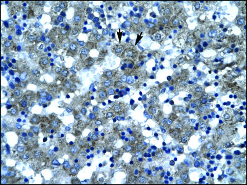 Anti-SUPT3H antibody produced in rabbit IgG fraction of antiserum