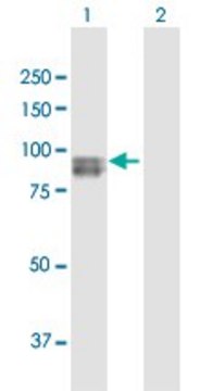 Anti-SEMA3G antibody produced in rabbit purified immunoglobulin